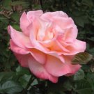 Jammas5 5 PINK ROSE Rosa Bush Shrub Perennial Flower Seeds + Gift & Comb S/H