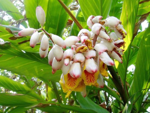 Jammas5 5 KAT GINGER Pink & Yellow Shell Alpinia Katsumadai Hayata Flower Herb Seeds