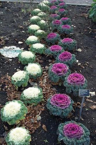Jammas5 60 ORNAMENTAL KALE MIXED COLORS Brassica Oleracea Flower Seeds *Comb S/H