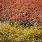 Jammas5 20 Syrup ROX ORANGE SORGHUM Waconia Sugar Cane Bicolor Vegetable Grain Seeds