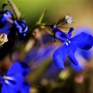 Jammas5 200 Electric Blue LOBELIA MONSOON Flower Seeds + Free Gift & Comb S/H