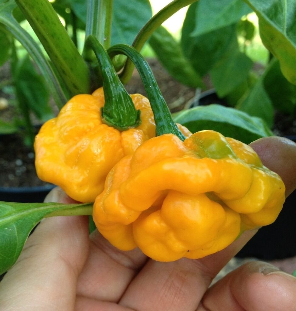 Jammas5 40 YELLOW SCOTCH BONNET PEPPER very hot Jamaican Capsicum Annuum Vegetable Seeds