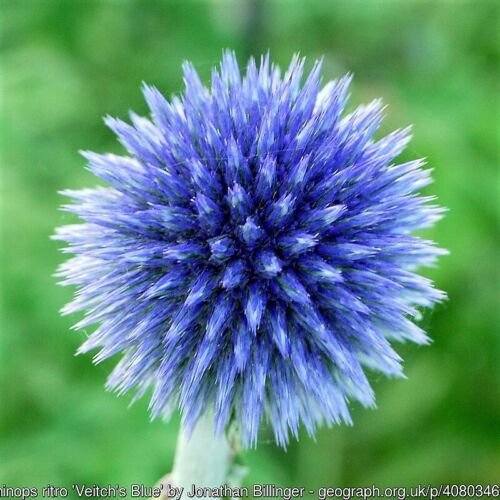Jammas5 25 Blue GLOBE THISTLE Echinops Ritro Southern Globethistle Flower Seeds + Gift