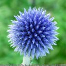 Jammas5 25 Blue GLOBE THISTLE Echinops Ritro Southern Globethistle Flower Seeds + Gift