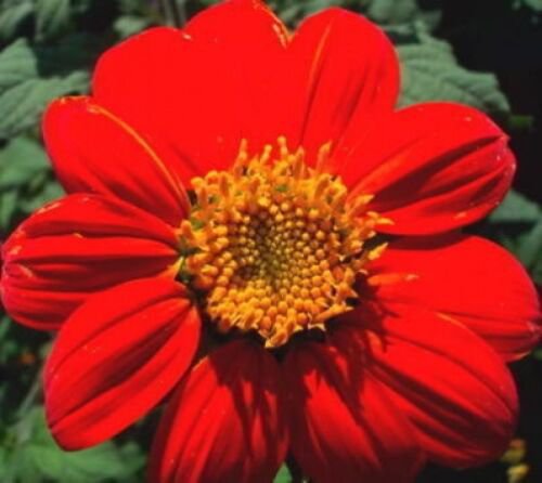 Jammas5 50 MEXICAN SUNFLOWER TORCH Tithonia Rotundifolia Flower Seeds + Gift & Comb S/H