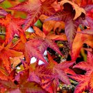 Jammas5 50 AMERICAN SWEETGUM Liquidambar Styraciflua Alligator Sweet Gum Tree Seeds