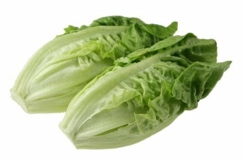 Jammas5 3000 LITTLE GEM LETTUCE Small ROMAINE Butterhead Lactuca Sativa Vegetable Seeds