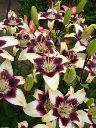 Jammas5 5 NEPAL LILY Green & Maroon Lilium Nepalense Fragrant Flower Seeds *CombinedShip