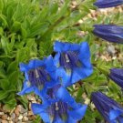 Jammas5 15 Blue STEMLESS GENTIAN Gentiana Acaulis Kochiana Flower Seeds *Comb S/H