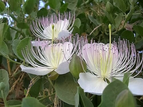 Jammas5 20 CAPER BUSH Edible Capers Flinders Rose Flower Capparis Spinosa Shrub Seeds