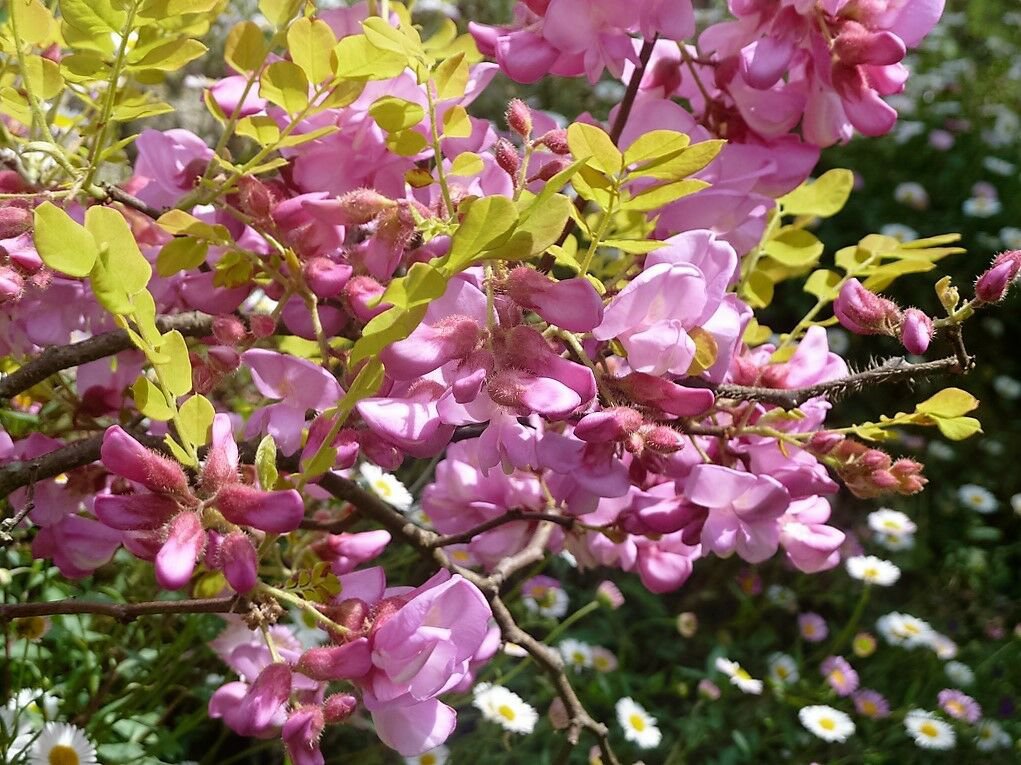 Jammas5 15 ROSE LOCUST / PINK ACACIA Flower Robinia Hispida Fertilis Tree Shrub Seeds