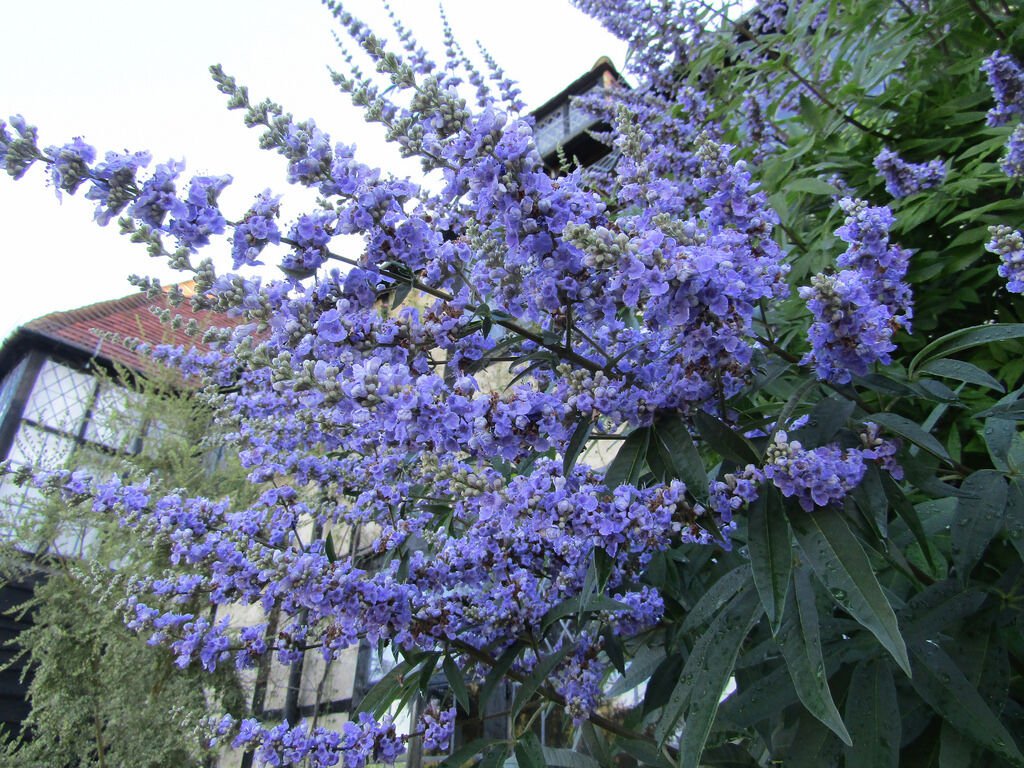 Jammas5 25 CHASTE BERRY TREE Vitex Agnus Castus Monk&acirc;��s Pepper Flower Seeds *Comb S/H