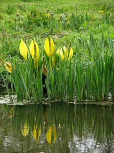 Jammas5 10 Yellow SWAMP LANTERN Moist Lysichiton Americanus Skunk Cabbage Flower Seeds