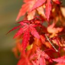 Jammas5 10 JAPANESE MAPLE TREE Acer Palmatum Red Orange Seeds *Comb S/H