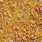 Jammas5 100 CREME PUFF POPCORN Yellow Hulless Pops White Corn Zea Mays Vegetable Seeds