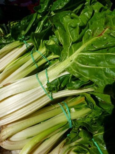 Jammas5 250 BARESE SWISS CHARD White Rib Perpetual Spinach Beta Vulgaris Vegetable Seeds