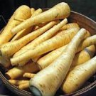 Jammas5 1000 ALL AMERICAN PARSNIP Pastinaca Sativa White Root Vegetable Seeds