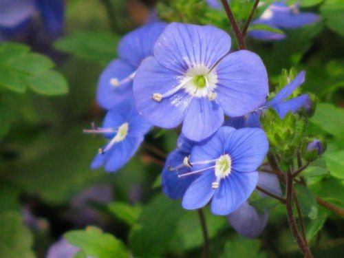 Jammas5 50 CREEPING BLUE SPEEDWELL / VERONICA Repens Flower Seeds *Comb S/H & Free Gift