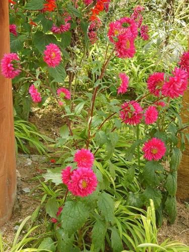 Jammas5 250 RED CHINA ASTER Callistephus Chinensis Flower Seeds + Gift & Comb S/H