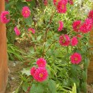 Jammas5 250 RED CHINA ASTER Callistephus Chinensis Flower Seeds + Gift & Comb S/H