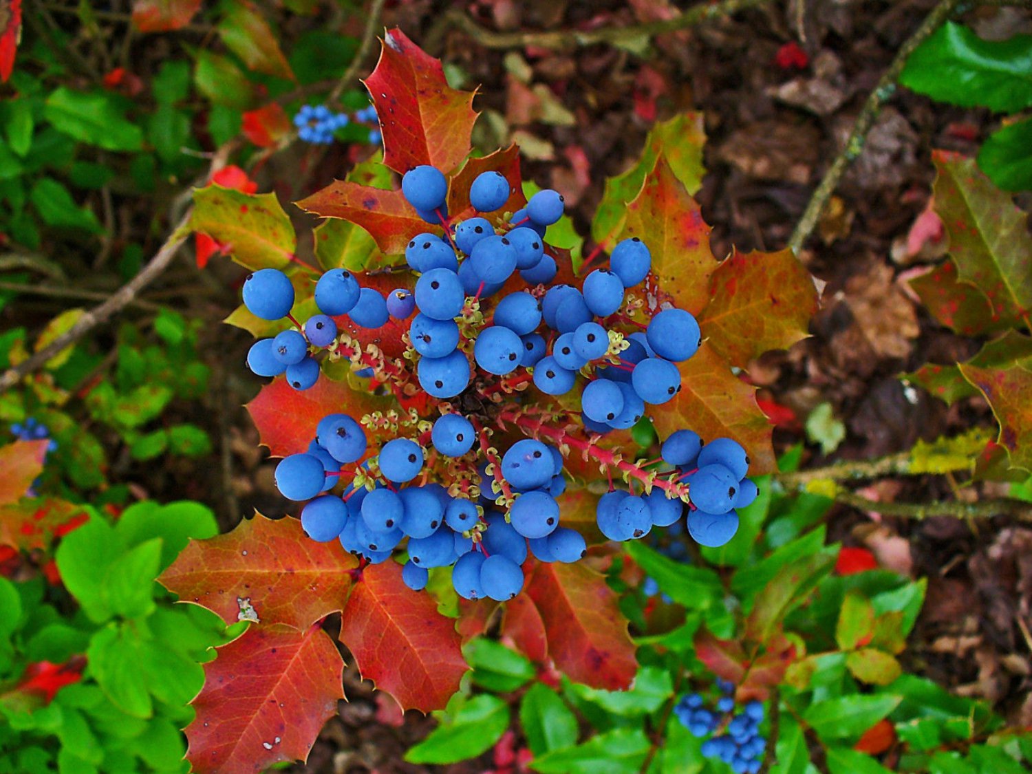 Jammas5 20 OREGON GRAPE Holly Fruit Vine Hollyleaved Barberry Mahonia Aquifolium Seeds