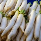 Jammas5 500 JAPANESE MINOWASE RADISH Huge Daikon White Raphanus Sativus Vegetable Seeds