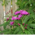 Jammas5 100 MISSOURI IRONWEED Monarch Flower Native Purple Vernonia Missurica Seeds