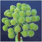 Jammas5 30 ANGELICA Archangelica Officinalis Edible Archangel / Holy Ghost Herb Seeds
