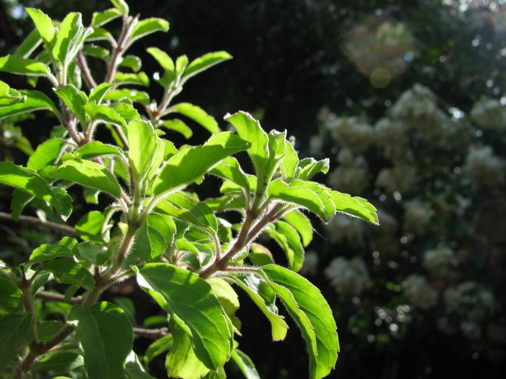 Jammas5 200 MOZZARELLA BASIL Sweet Italian Heirloom Ocimum Basilicum Herb Flower Seeds