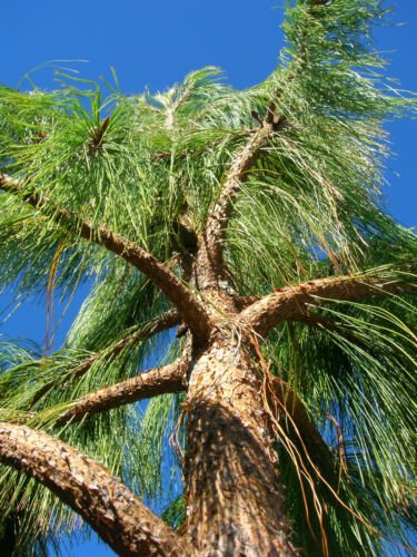 Jammas5 30 MEXICAN WEEPING PINE TREE Evergreen Pinus Patula Seeds + Gift & Comb S/H