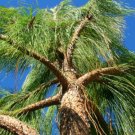 Jammas5 30 MEXICAN WEEPING PINE TREE Evergreen Pinus Patula Seeds + Gift & Comb S/H