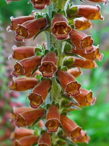 Jammas5 20 MILK CHOCOLATE FOXGLOVE Spanish Digitalis Parviflora Red Brown Flower Seeds