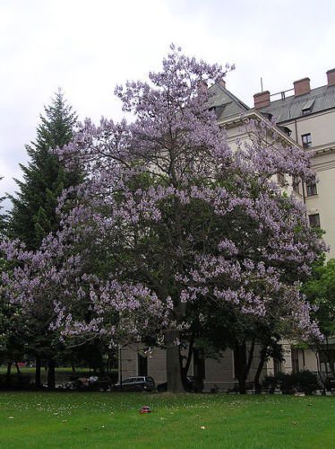 Jammas5 400 ROYAL PAULOWNIA EMPRESS TREE Tomentosa Flower Seeds Seeds + Gift & Comb S/H