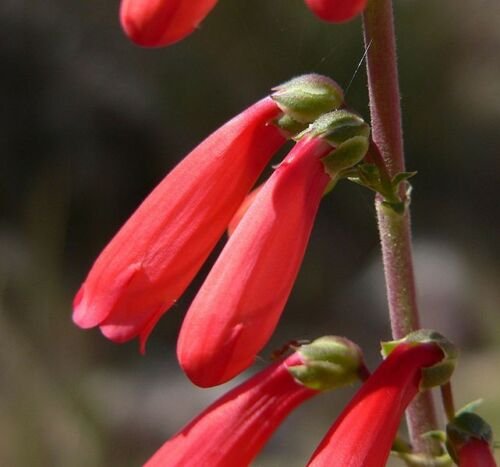 Jammas5 150 Eatons RED FIRECRACKER PENSTEMON Eatonii Flower Seeds + Gift & Comb S/H