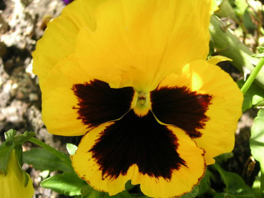 Jammas5 50 YELLOW & BROWN PANSY VIOLA Violet Flower Seeds + Gift & Comb S/H
