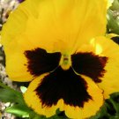 Jammas5 50 YELLOW & BROWN PANSY VIOLA Violet Flower Seeds + Gift & Comb S/H