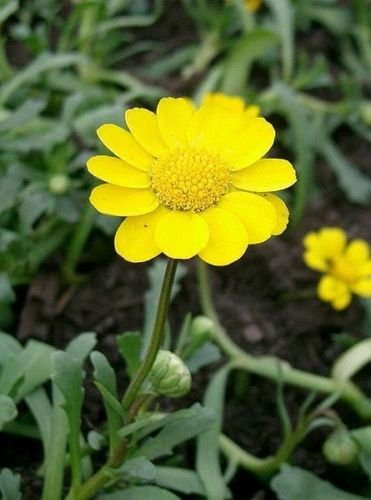 Jammas5 250 YELLOW DAISY Chrysanthemum Multicaule Mini Marguerite Flower Seeds *Comb S/H