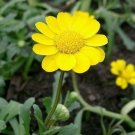 Jammas5 250 YELLOW DAISY Chrysanthemum Multicaule Mini Marguerite Flower Seeds *Comb S/H