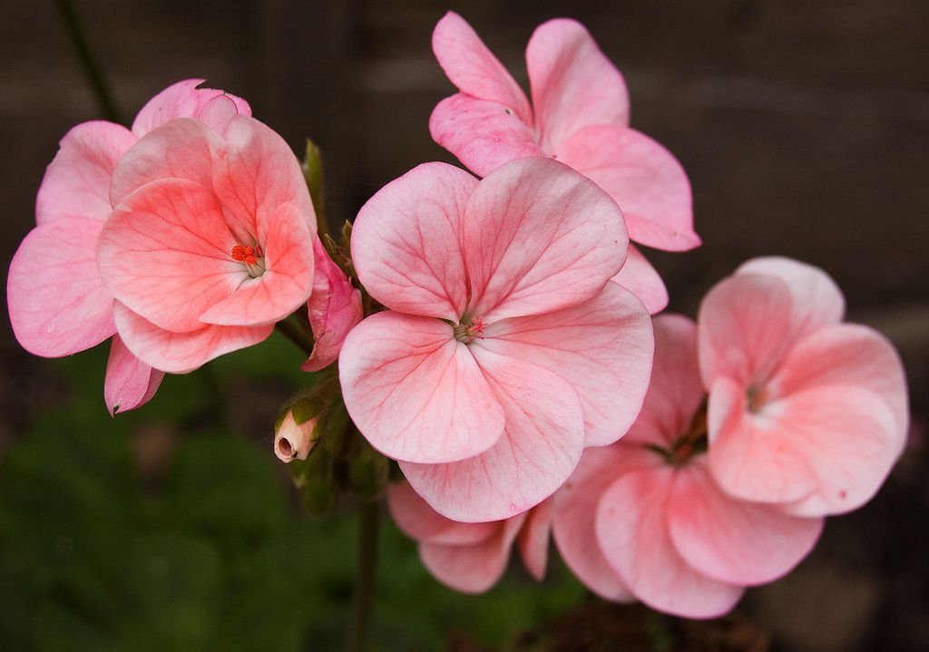 Jammas5 10 Pinto QUICKSILVER GERANIUM Pink & White Pelargonium Flower Seeds + Free Gift