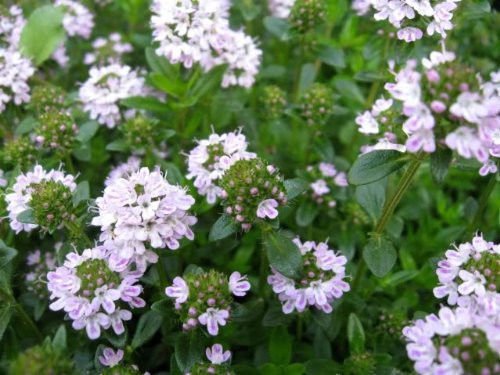 Jammas5 150 Creeping WINTER SAVORY Satureja Montana Herb Flower Seeds + Gift & Comb S/H