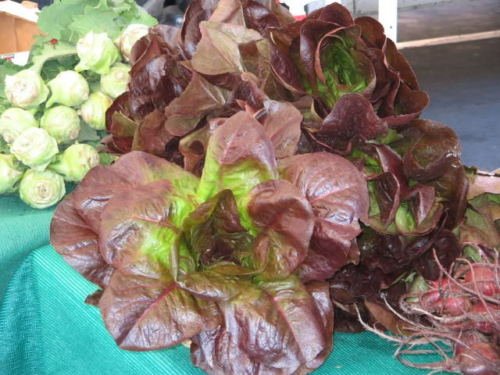 Jammas5 3000 RED ROMAINE LETTUCE Lactuca Sativa Vegetable Seeds *Comb S/H + Free Gift