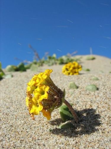 Jammas5 20 YELLOW SAND VERBENA Coastal Abronia Latifolia Arenaria Flower Seeds *Comb S/H