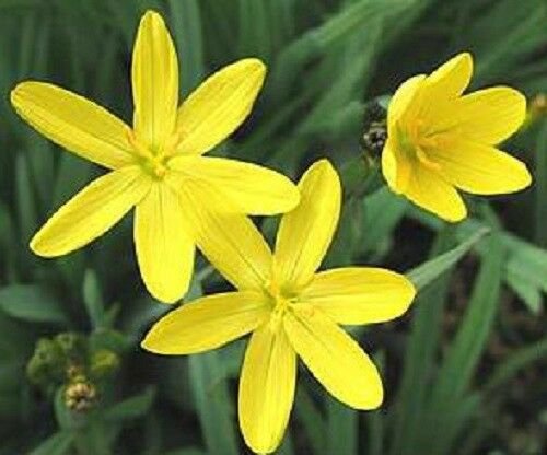 Jammas5 10 YELLOW EYED GRASS Ornamental Sisyrinchium Californicum Flower Seeds *Comb S/H