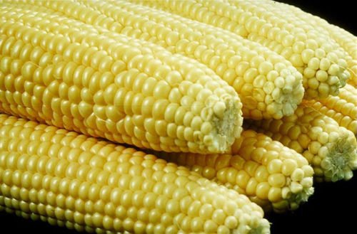 Jammas5 100 IOCHIEF YELLOW SWEET CORN AAS Winner Zea Mays Vegetable Seeds *Combined S/H