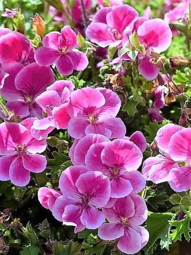 Jammas5 10 Pinto Rose BICOLOR GERANIUM Pink & White Pelargonium Flower Seeds *Comb Ship
