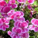 Jammas5 10 Pinto Rose BICOLOR GERANIUM Pink & White Pelargonium Flower Seeds *Comb Ship