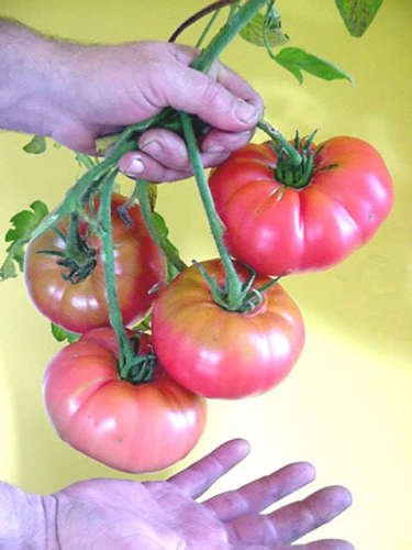 Jammas5 50 GIANT BELGIAN PINK TOMATO Huge Pink Skin Lycopersicon Fruit Vegetable Seeds