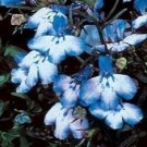 Jammas5 200 BLUE SPLASH LOBELIA REGATTA Blue & White Erinus Flower Seeds *Comb S/H