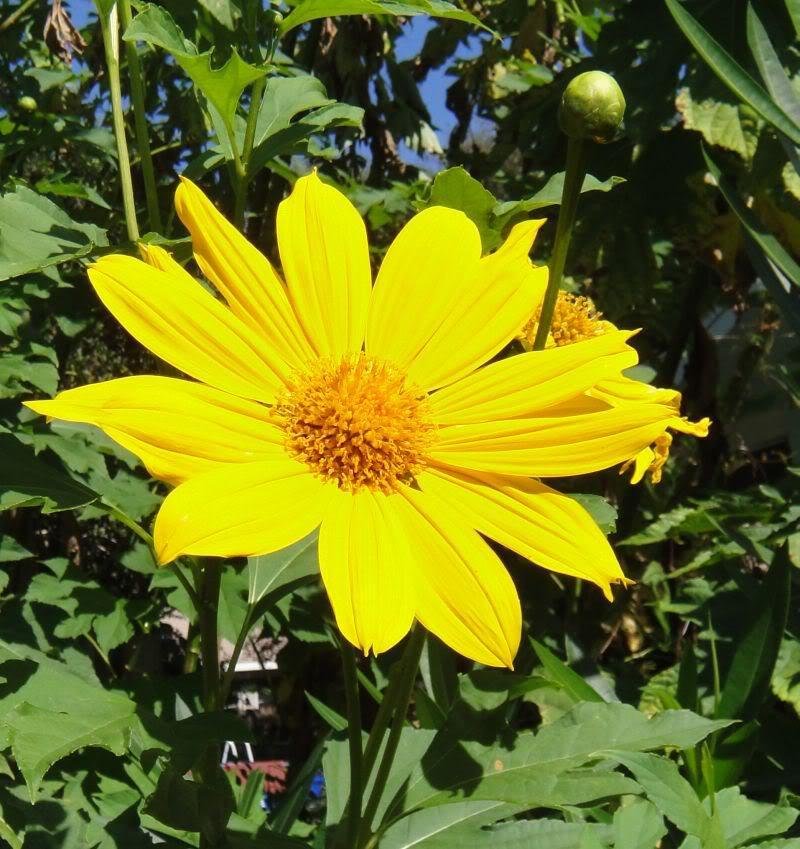 Jammas5 25 YELLOW TORCH MEXICAN SUNFLOWER Tithonia Speciosa Flower Seeds +Gift & CombS/H