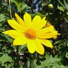 Jammas5 25 YELLOW TORCH MEXICAN SUNFLOWER Tithonia Speciosa Flower Seeds +Gift & CombS/H